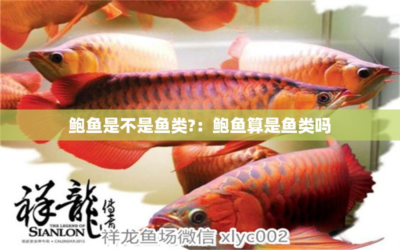 鮑魚是不是魚類?：鮑魚算是魚類嗎