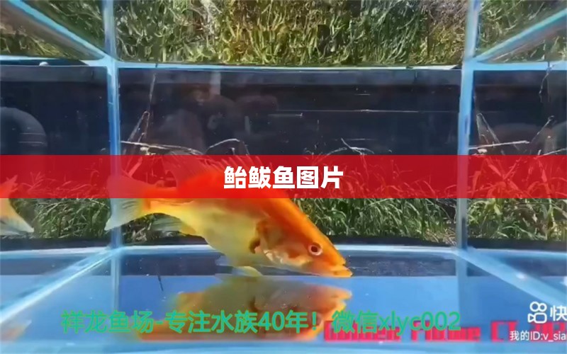 鮐鲅魚圖片