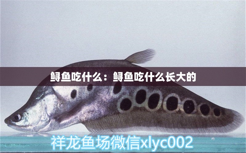 鱘魚吃什么：鱘魚吃什么長大的