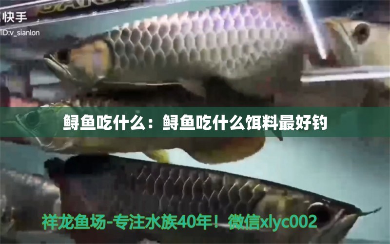 鱘魚吃什么：鱘魚吃什么餌料最好釣 垂釣樂園