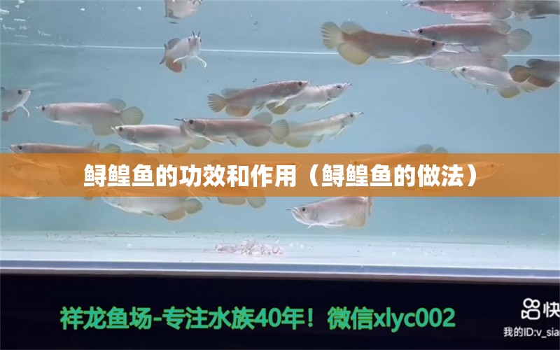 鱘鰉魚的功效和作用（鱘鰉魚的做法）