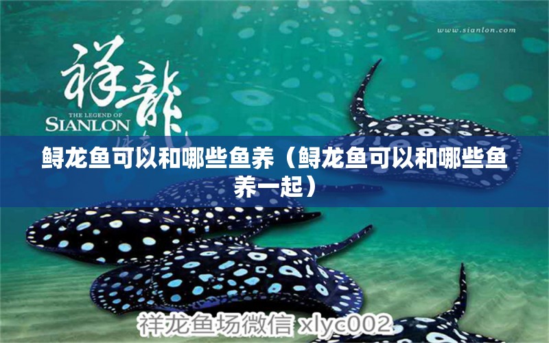 鱘龍魚可以和哪些魚養(yǎng)（鱘龍魚可以和哪些魚養(yǎng)一起）