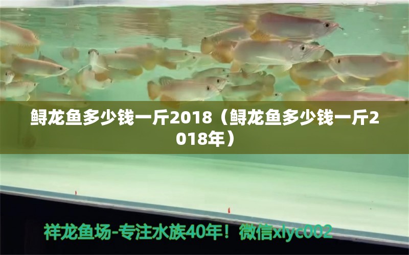 鱘龍魚多少錢一斤2018（鱘龍魚多少錢一斤2018年） 祥龍水族醫(yī)院