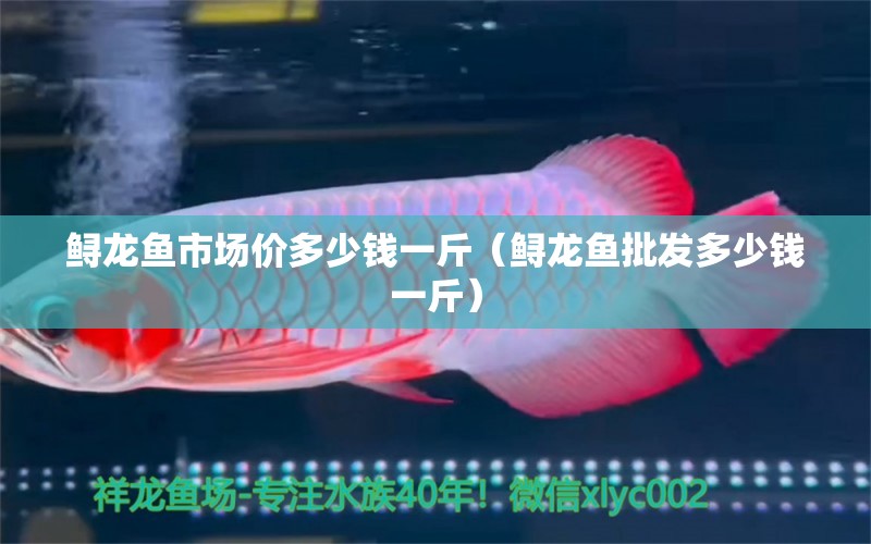 鱘龍魚市場價多少錢一斤（鱘龍魚批發(fā)多少錢一斤） 龍魚批發(fā) 第2張