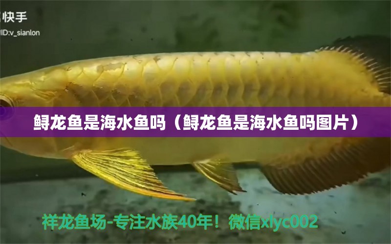 鱘龍魚是海水魚嗎（鱘龍魚是海水魚嗎圖片）