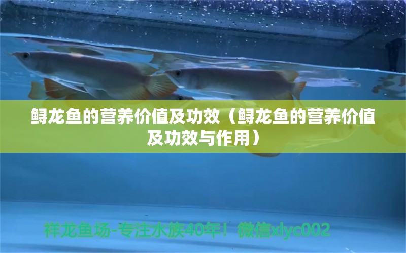 鱘龍魚的營(yíng)養(yǎng)價(jià)值及功效（鱘龍魚的營(yíng)養(yǎng)價(jià)值及功效與作用）