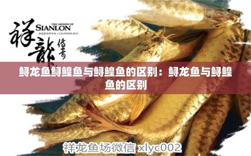 鱘龍魚(yú)鱘鰉魚(yú)與鱘鰉魚(yú)的區(qū)別：鱘龍魚(yú)與鱘鰉魚(yú)的區(qū)別 龍魚(yú)百科