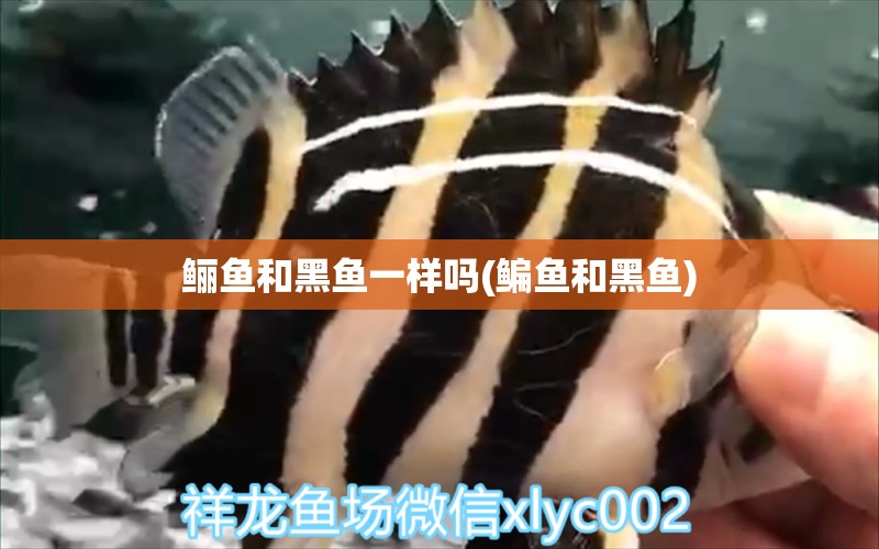 鱺魚和黑魚一樣嗎(鳊魚和黑魚) 金老虎魚