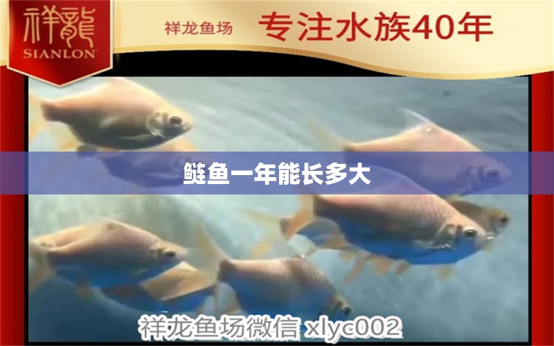 鰱魚一年能長多大 紅勾銀版魚