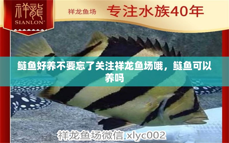 鰱魚好養(yǎng)不要忘了關(guān)注祥龍魚場哦，鰱魚可以養(yǎng)嗎 祥龍魚場