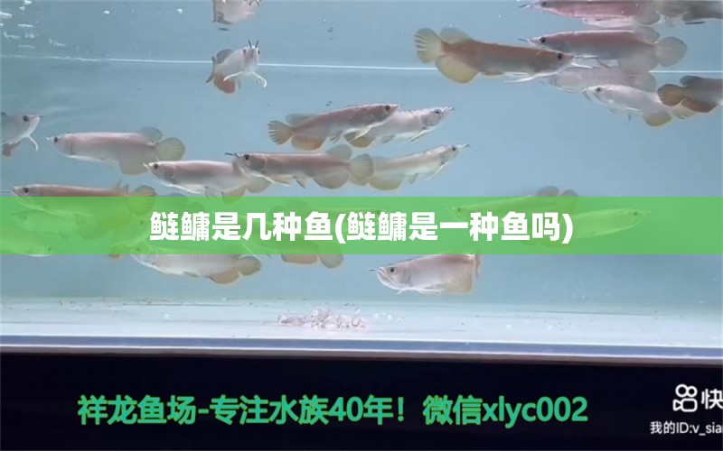 鰱鳙是幾種魚(鰱鳙是一種魚嗎) 紅頭利魚