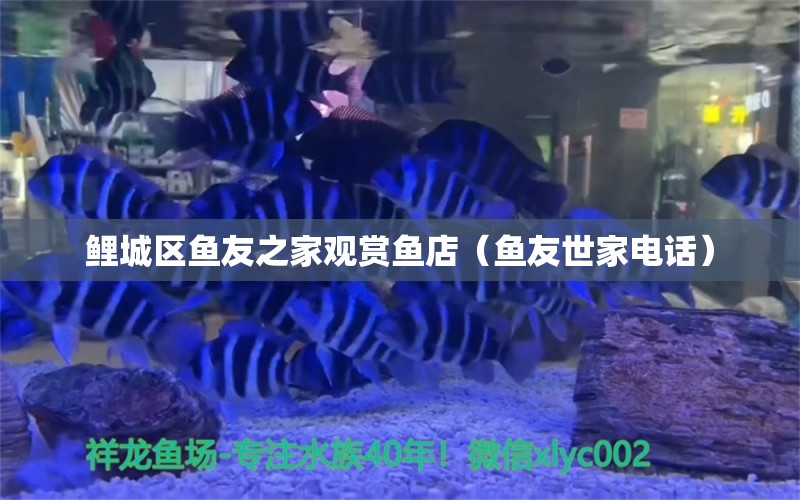 鯉城區(qū)魚友之家觀賞魚店（魚友世家電話） 全國(guó)水族館企業(yè)名錄