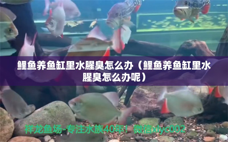 鯉魚(yú)養(yǎng)魚(yú)缸里水腥臭怎么辦（鯉魚(yú)養(yǎng)魚(yú)缸里水腥臭怎么辦呢） 祥龍傳奇品牌魚(yú)缸