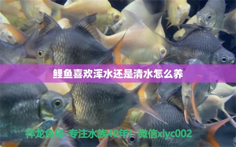 鯉魚喜歡渾水還是清水怎么養(yǎng) 蘇虎 第3張