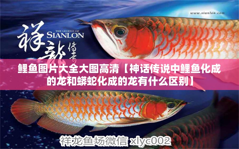 鯉魚圖片大全大圖高清【神話傳說中鯉魚化成的龍和蟒蛇化成的龍有什么區(qū)別】