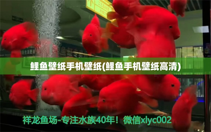 鯉魚壁紙手機(jī)壁紙(鯉魚手機(jī)壁紙高清) 帝王血鉆