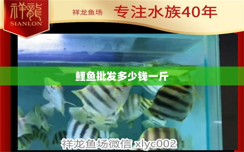 鯉魚批發(fā)多少錢一斤 南美異形觀賞魚