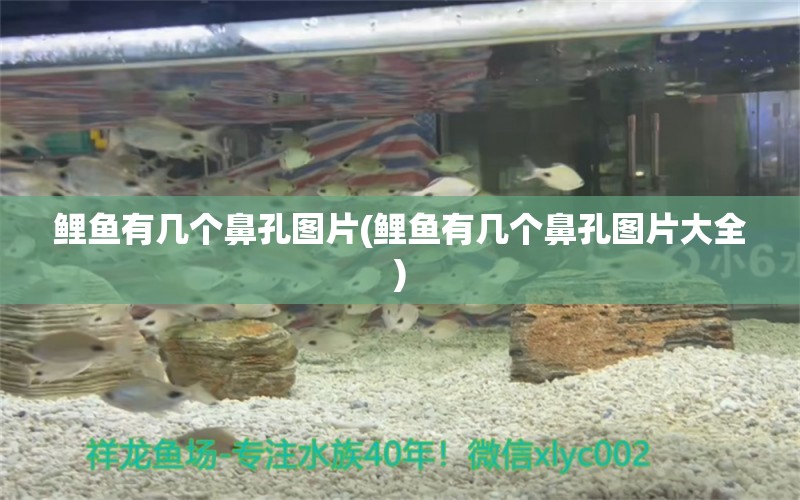 鯉魚有幾個鼻孔圖片(鯉魚有幾個鼻孔圖片大全) 銀龍魚苗