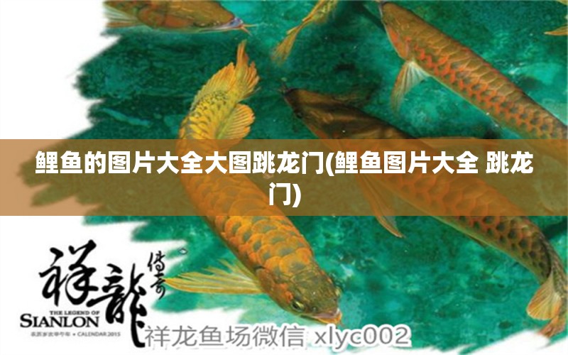 鯉魚(yú)的圖片大全大圖跳龍門(鯉魚(yú)圖片大全 跳龍門) 觀賞魚(yú)水族批發(fā)市場(chǎng)