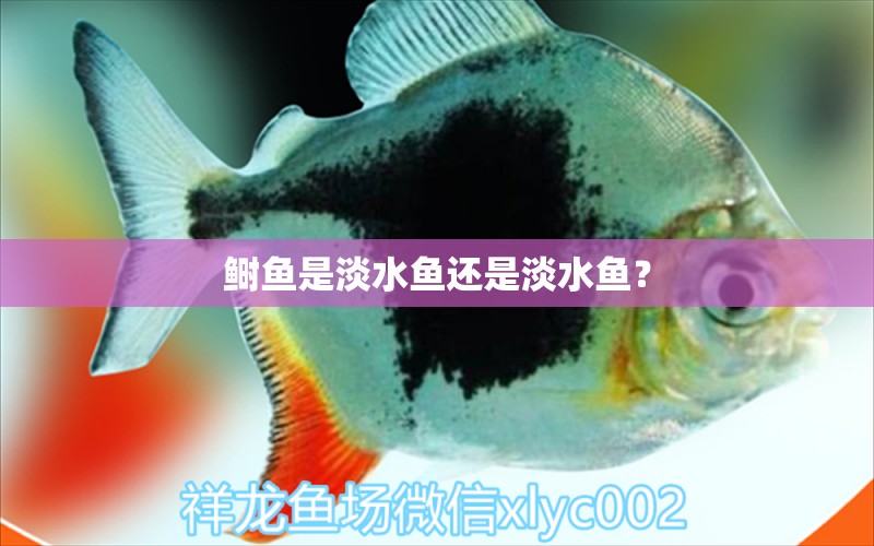 鰣魚是淡水魚還是淡水魚？ 觀賞蝦蟹等飼料