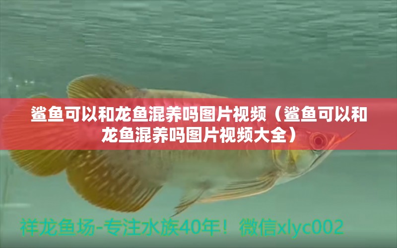 鯊魚可以和龍魚混養(yǎng)嗎圖片視頻（鯊魚可以和龍魚混養(yǎng)嗎圖片視頻大全）