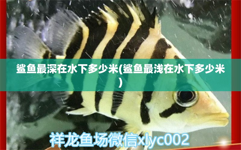 鯊魚最深在水下多少米(鯊魚最淺在水下多少米) 電鰻