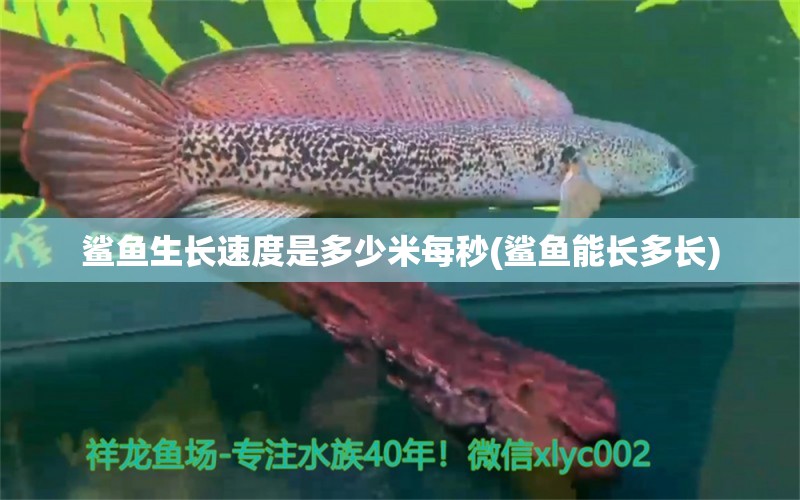 鯊魚生長速度是多少米每秒(鯊魚能長多長) 和尚魚