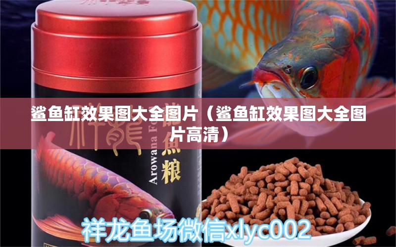 鯊魚缸效果圖大全圖片（鯊魚缸效果圖大全圖片高清）