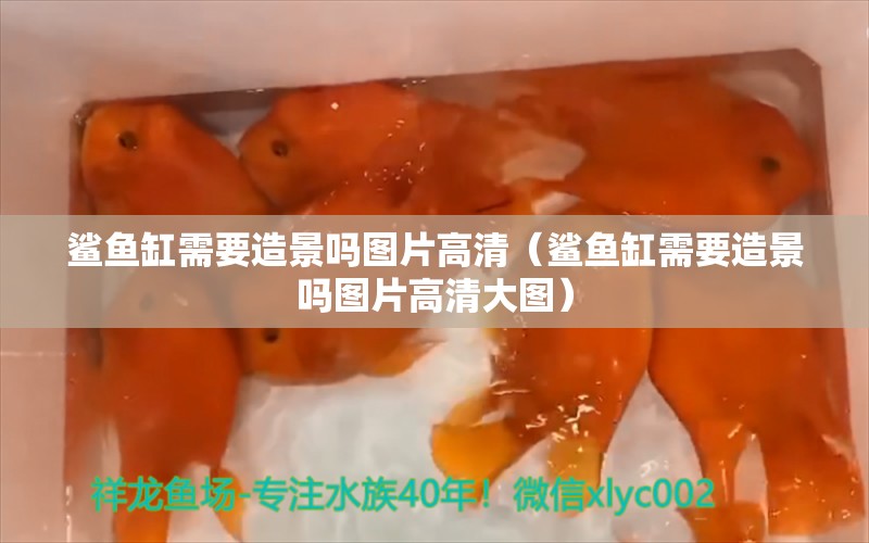 鯊魚缸需要造景嗎圖片高清（鯊魚缸需要造景嗎圖片高清大圖）