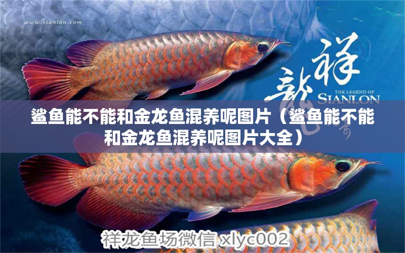 鯊魚能不能和金龍魚混養(yǎng)呢圖片（鯊魚能不能和金龍魚混養(yǎng)呢圖片大全） 廣州龍魚批發(fā)市場