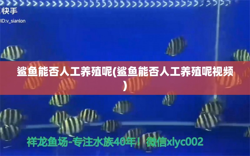 鯊魚能否人工養(yǎng)殖呢(鯊魚能否人工養(yǎng)殖呢視頻) 潛水艇魚