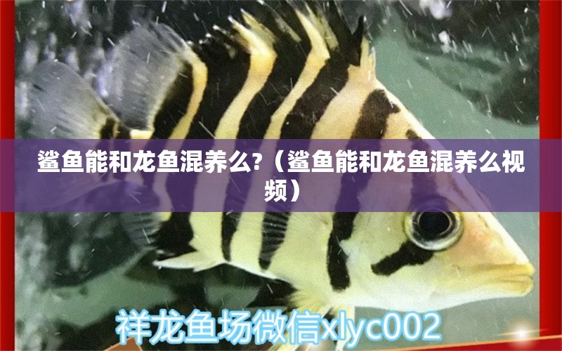 鯊魚能和龍魚混養(yǎng)么?（鯊魚能和龍魚混養(yǎng)么視頻） 廣州龍魚批發(fā)市場