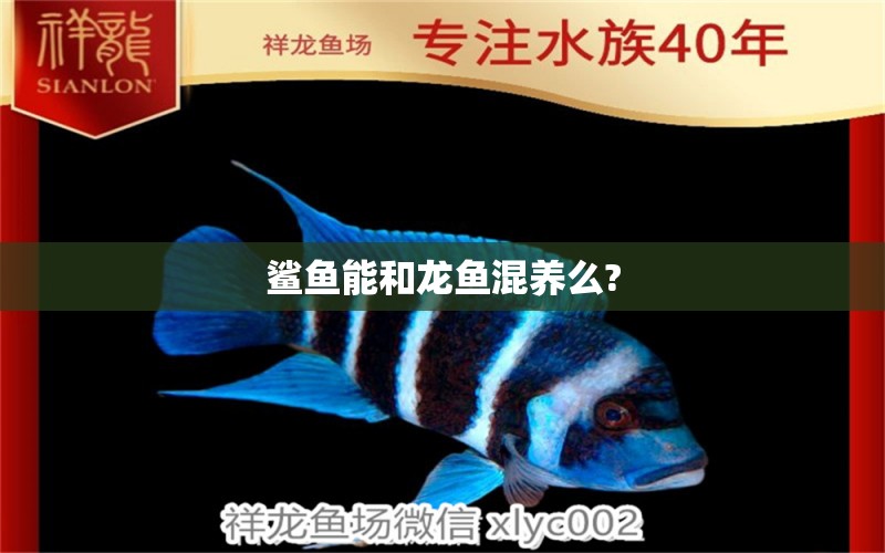 鯊魚能和龍魚混養(yǎng)么? 觀賞魚