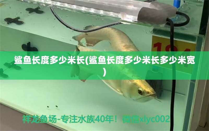 鯊魚(yú)長(zhǎng)度多少米長(zhǎng)(鯊魚(yú)長(zhǎng)度多少米長(zhǎng)多少米寬) BD魟魚(yú)