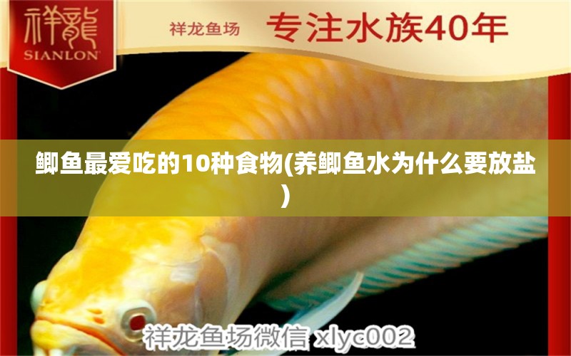 鯽魚(yú)最?lèi)?ài)吃的10種食物(養(yǎng)鯽魚(yú)水為什么要放鹽)