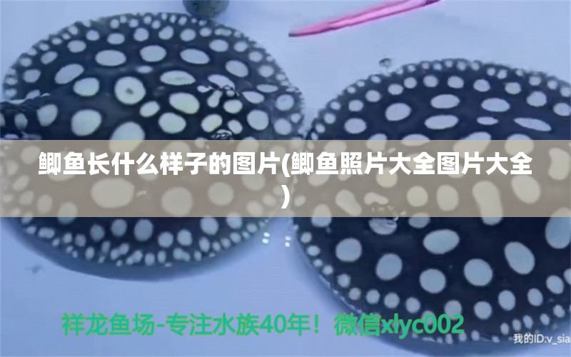 鯽魚長什么樣子的圖片(鯽魚照片大全圖片大全) 其他品牌魚缸