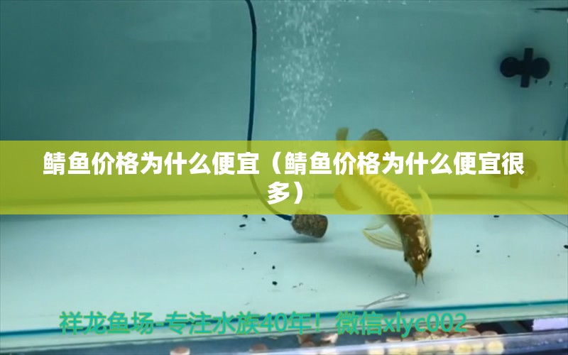 鯖魚價格為什么便宜（鯖魚價格為什么便宜很多） 祥龍水族醫(yī)院