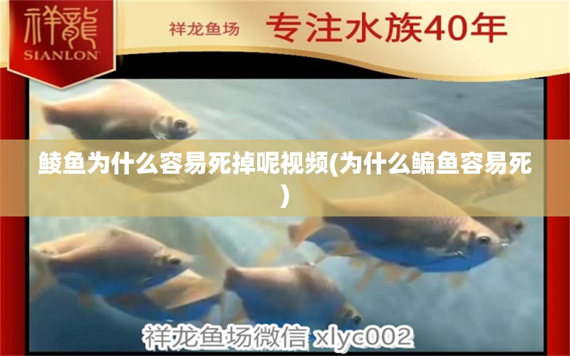 鯪魚為什么容易死掉呢視頻(為什么鳊魚容易死) 黃金河虎魚