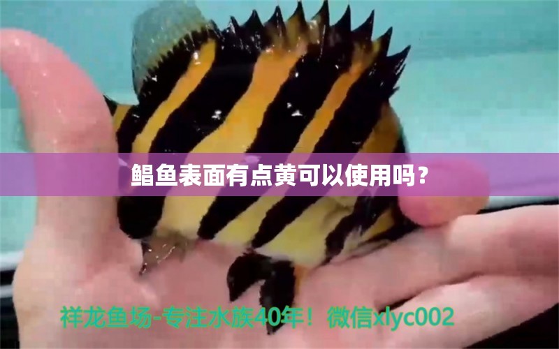 鯧魚表面有點(diǎn)黃可以使用嗎？ 金龍福龍魚