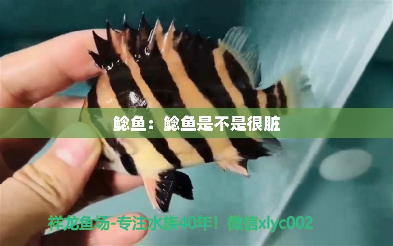 鯰魚：鯰魚是不是很臟 觀賞魚