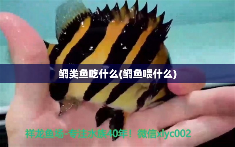 鯛類(lèi)魚(yú)吃什么(鯛魚(yú)喂什么)