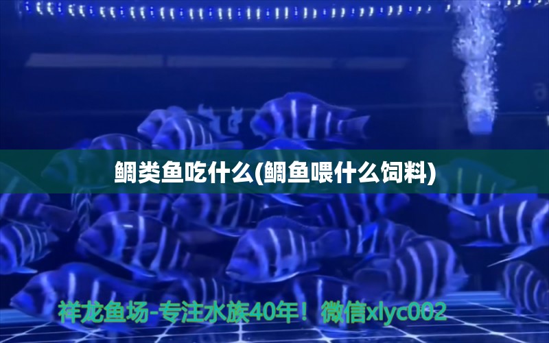 鯛類(lèi)魚(yú)吃什么(鯛魚(yú)喂什么飼料)