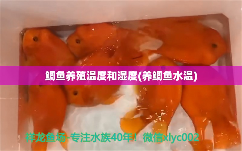 鯛魚養(yǎng)殖溫度和濕度(養(yǎng)鯛魚水溫) 紅老虎魚