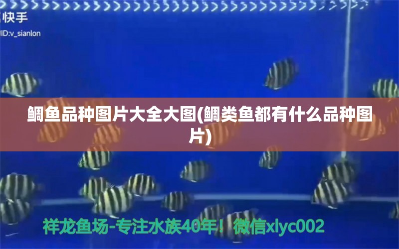 鯛魚品種圖片大全大圖(鯛類魚都有什么品種圖片) 白子紅龍魚 第1張