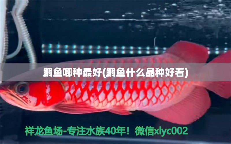 鯛魚哪種最好(鯛魚什么品種好看) 稀有金龍魚