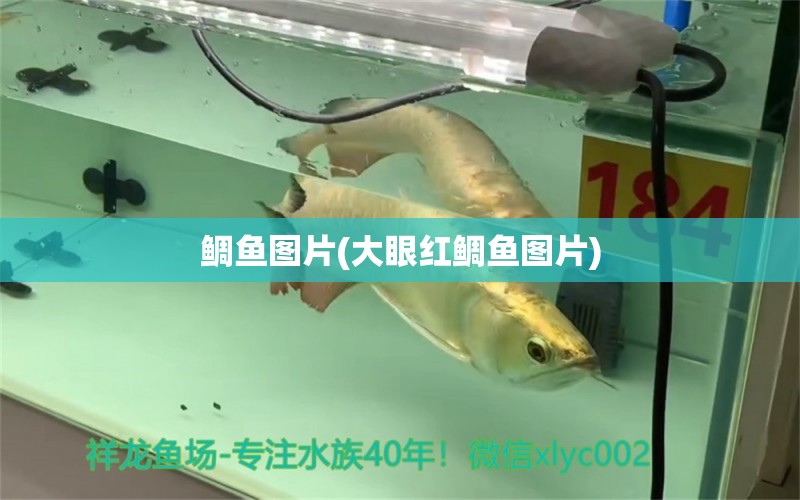 鯛魚圖片(大眼紅鯛魚圖片) 麥肯斯銀版魚