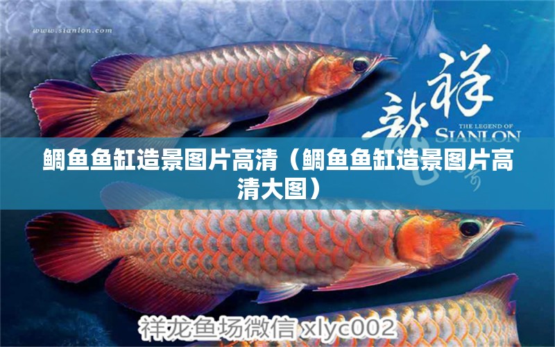 鯛魚魚缸造景圖片高清（鯛魚魚缸造景圖片高清大圖）