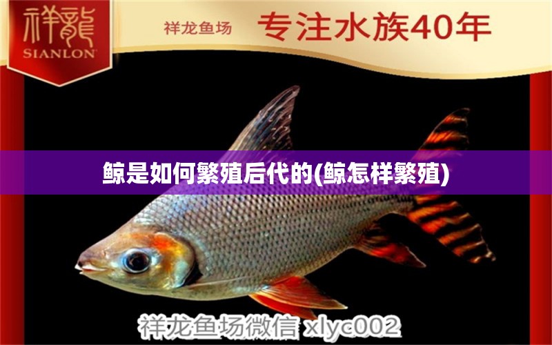 鯨是如何繁殖后代的(鯨怎樣繁殖) 雙線側(cè)魚