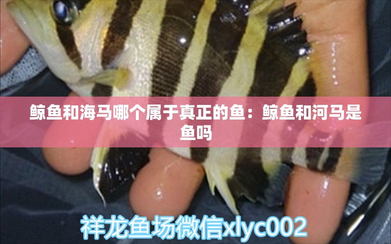 鯨魚和海馬哪個(gè)屬于真正的魚：鯨魚和河馬是魚嗎