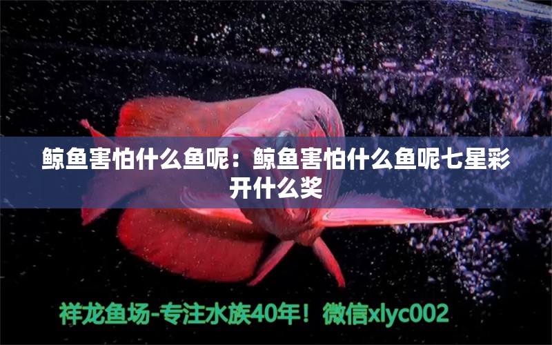 鯨魚害怕什么魚呢：鯨魚害怕什么魚呢七星彩開什么獎 細線銀板魚苗